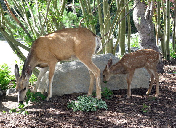 Visitors